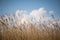 A beautiful reed pattern in a sunny spring day