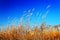 Beautiful reeds and blue sky