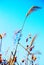 Beautiful reeds and blue sky