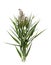 Beautiful reeds with lush green leaves and seed head on white background
