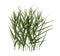 Beautiful reeds with lush green leaves and seed head on white background