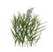 Beautiful reeds with lush green leaves and seed head on white background