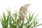 Beautiful reeds with lush green leaves and seed head on white background, closeup