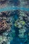 Beautiful Reef-Building Corals in Solomon Islands
