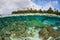 Beautiful Reef in Shallow Water of Solomon Islands