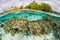 Beautiful Reef and Starfish in Shallows of Solomon Islands