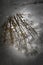 Beautiful reflection of tree branches and clouds on wet street after the rainfall