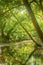 Beautiful reflection of trees and bridge of forest prokopi in Euboea in Greece.