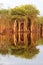 Beautiful reflection of trees in the river - Rio Negro, Amazon, Brazil, South America