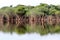 Beautiful reflection of trees in the river - Rio Negro, Amazon, Brazil, South America