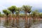 Beautiful reflection of trees in the river - Rio Negro, Amazon, Brazil, South America