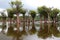 Beautiful reflection of trees in the river - Rio Negro, Amazon, Brazil, South America