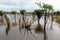 Beautiful reflection of trees in the river - Rio Negro, Amazon, Brazil, South America