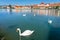 Beautiful reflection view of Lent district in Maribor Slovenia with swans