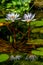 Beautiful Reflections of a Pair of Tropical White Water Lily Flower