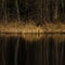 A beautiful reflections of a spring trees on the forest lake water surface. Spring scenery of woodlands in Northern Europe.