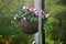 Beautiful and refreshing flower basket in the morning