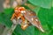 Beautiful Regal Moth with green background.