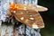 Beautiful Regal Moth with green background.