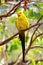 Beautiful regent parrot with his yellow and olive feather and red beak.