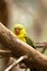 Beautiful regent parrot with his yellow and olive feather and red beak