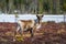 Beautiful reindeer bull looking directly into the camera