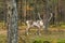 Beautiful reindeer grazing in the forest in Lapland, Northern Finland