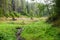 Beautiful relaxation area in a forest park with a lake, stream and gazebos.