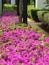 Beautiful resort garden with lilac blossom bushes. Cyprus