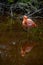 Beautiful resting pink flamingo (Phoenicopteridae)