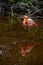 Beautiful resting pink flamingo (Phoenicopteridae)