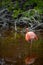 Beautiful resting pink flamingo (Phoenicopteridae)