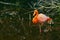 Beautiful resting pink flamingo (Phoenicopteridae)