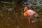 Beautiful resting pink flamingo (Phoenicopteridae)