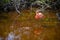 Beautiful resting pink flamingo (Phoenicopteridae)