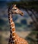 Beautiful reticulated giraffe staring off to the right