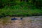 Beautiful rhino is bathing in river in Chitwan national park