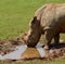 Beautiful rhino drinking water