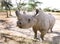 A beautiful Rhino at orphanage of Ol Pejeta Conservancy, Kenya