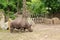 Beautiful rhino in zoological garden