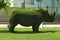 Beautiful rhinoceros shaped topiary at zoo. Landscape gardening