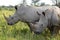 Beautiful rhinos,Botswana