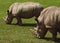 Beautiful rhinos living in nature