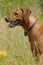 Beautiful Rhodesian Ridgeback dog