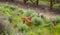 Beautiful Rhodesian Ridgeback dog, standing in overgrown shrubs and looking to left