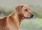 Beautiful Rhodesian Ridgeback female dog