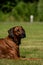 A beautiful Rhodesian Ridgeback lies in the green meadow