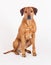 Beautiful Rhodesian Ridgeback male dog