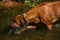 A beautiful Rhodesian Ridgeback out in the water