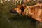 A beautiful Rhodesian Ridgeback out in the water